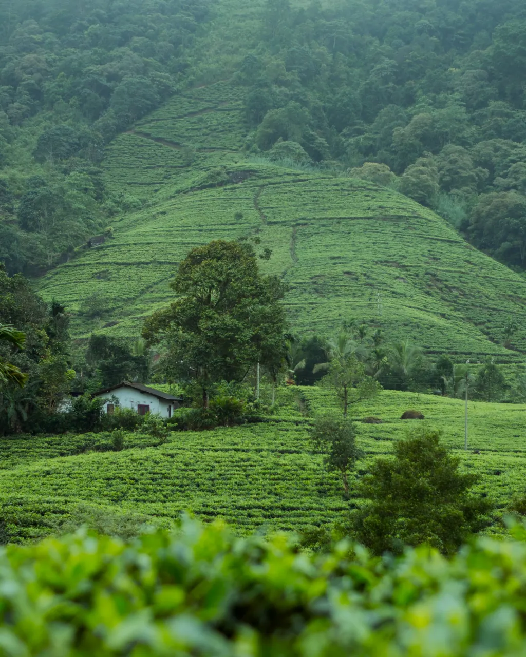 Shakyan Tea Valley plantation Agalawatta Sri Lanka